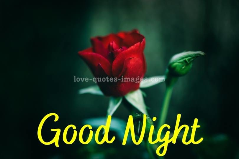 good night images for lovers