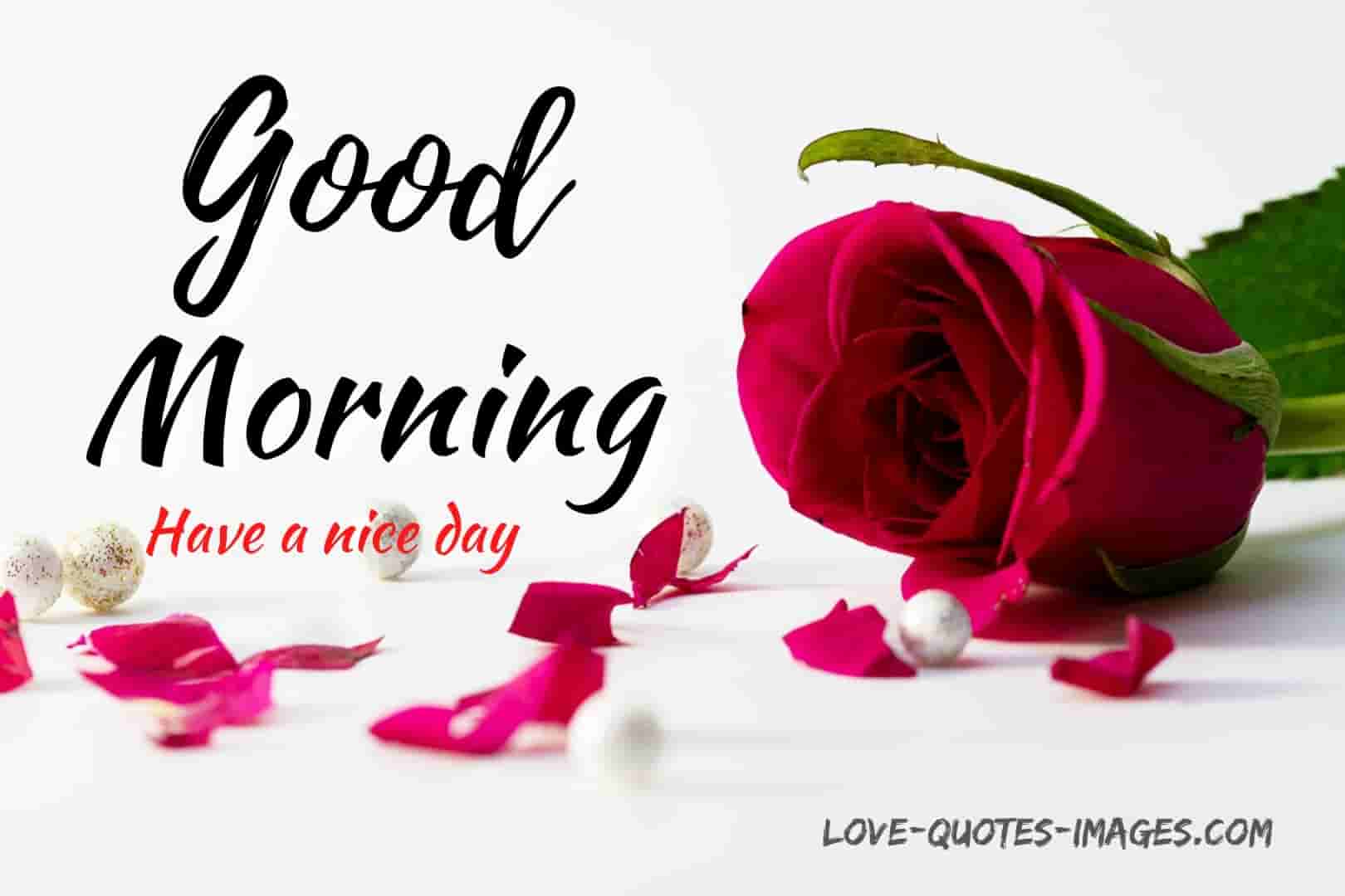 500+ Best Good Morning Images Download 2024 » Love Quotes Images