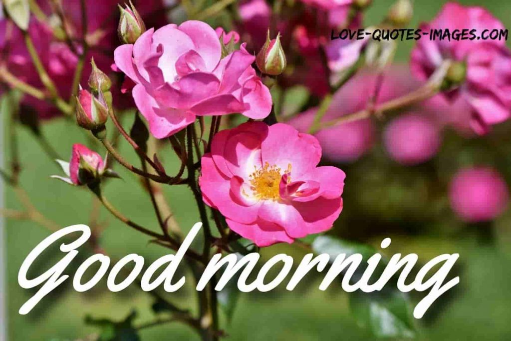good morning images