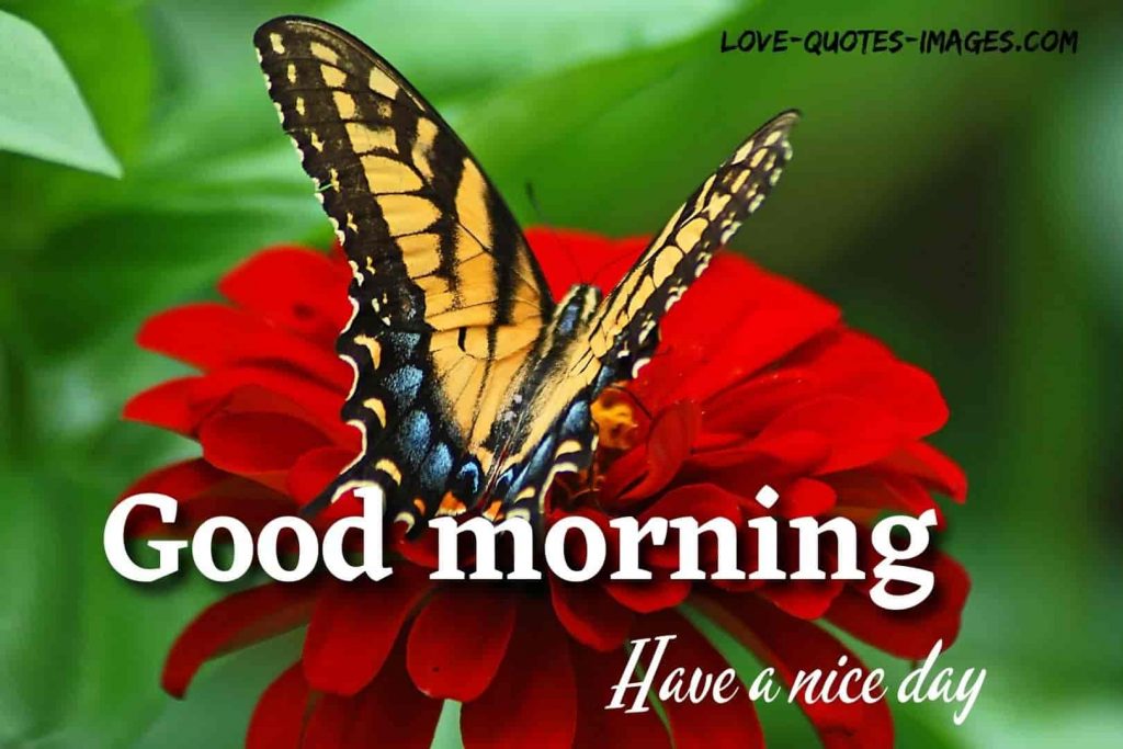 good morning images