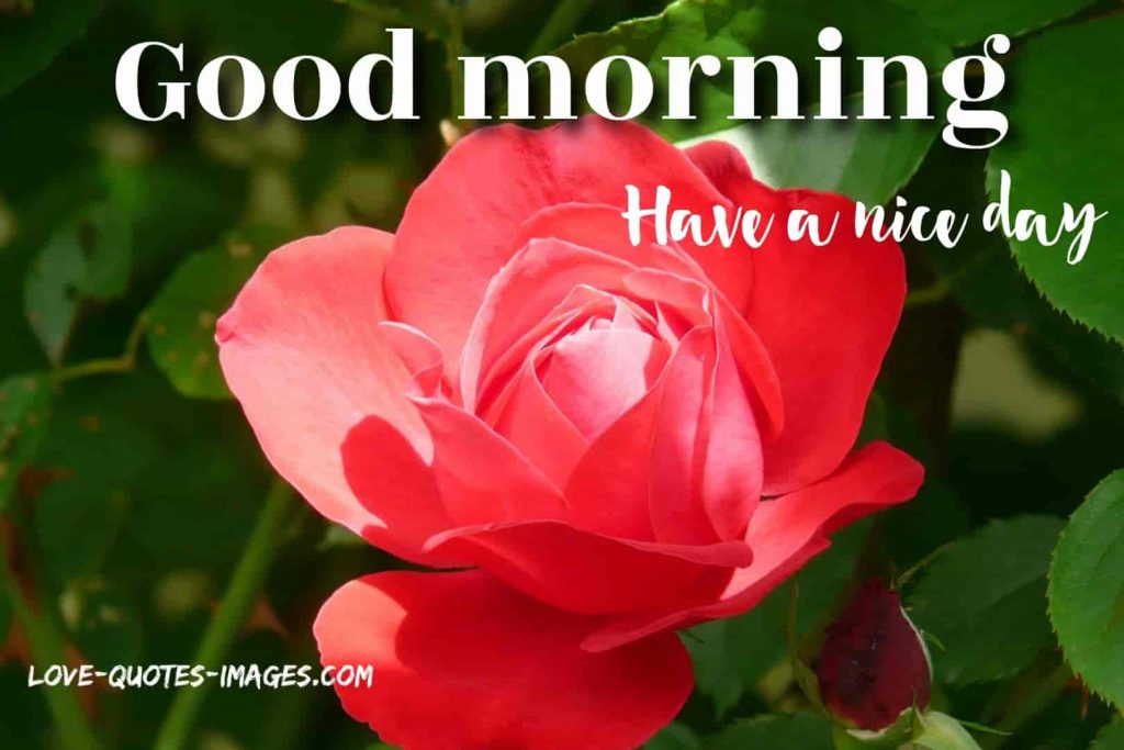 good morning images