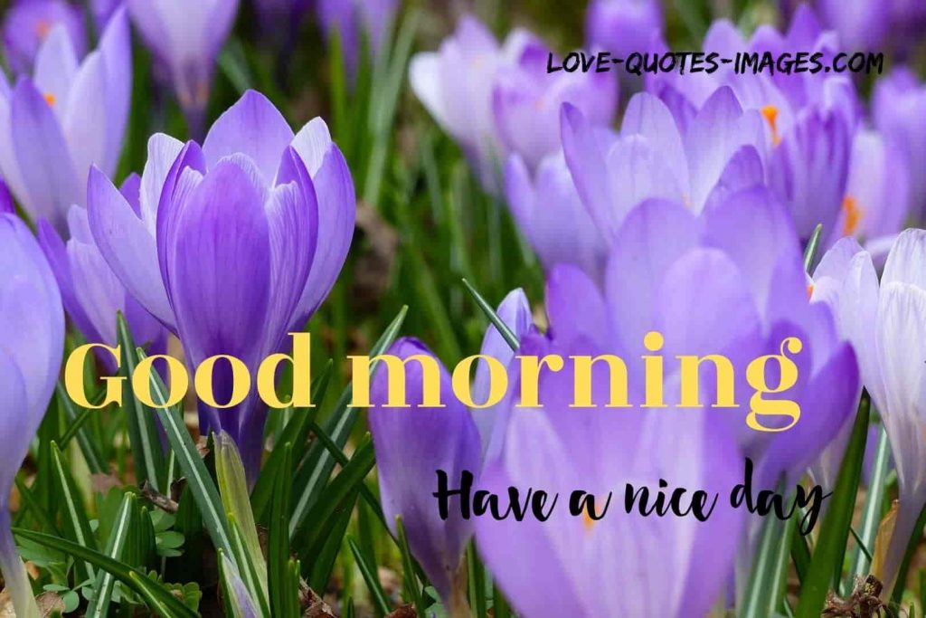 good morning images