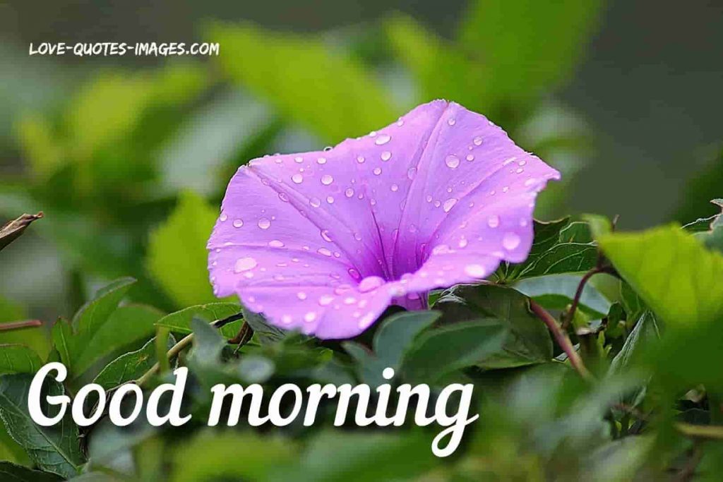 good morning images